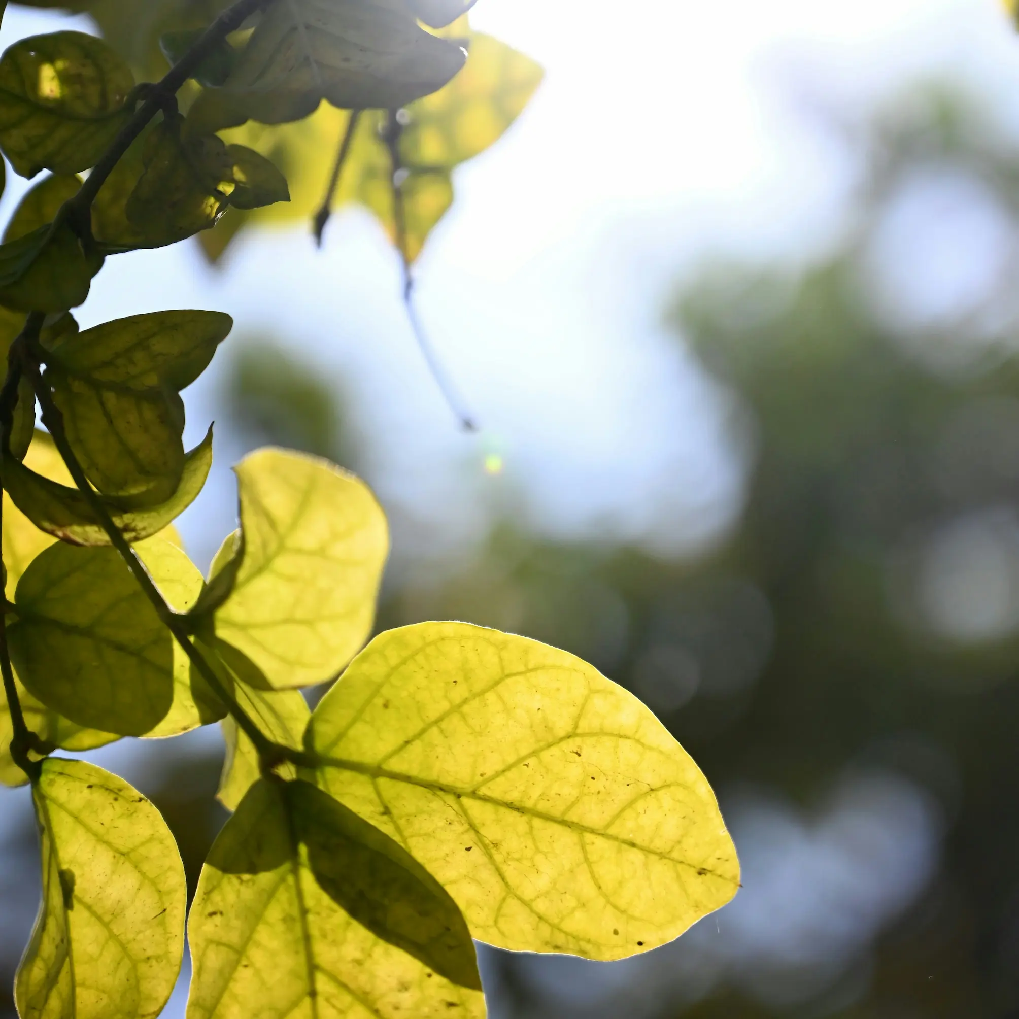 Green leaves in soft light, signalling growth and care